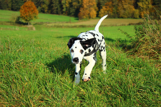 Spielideen für drinnen und draußen: So bleibt dein Hund aktiv und glücklich