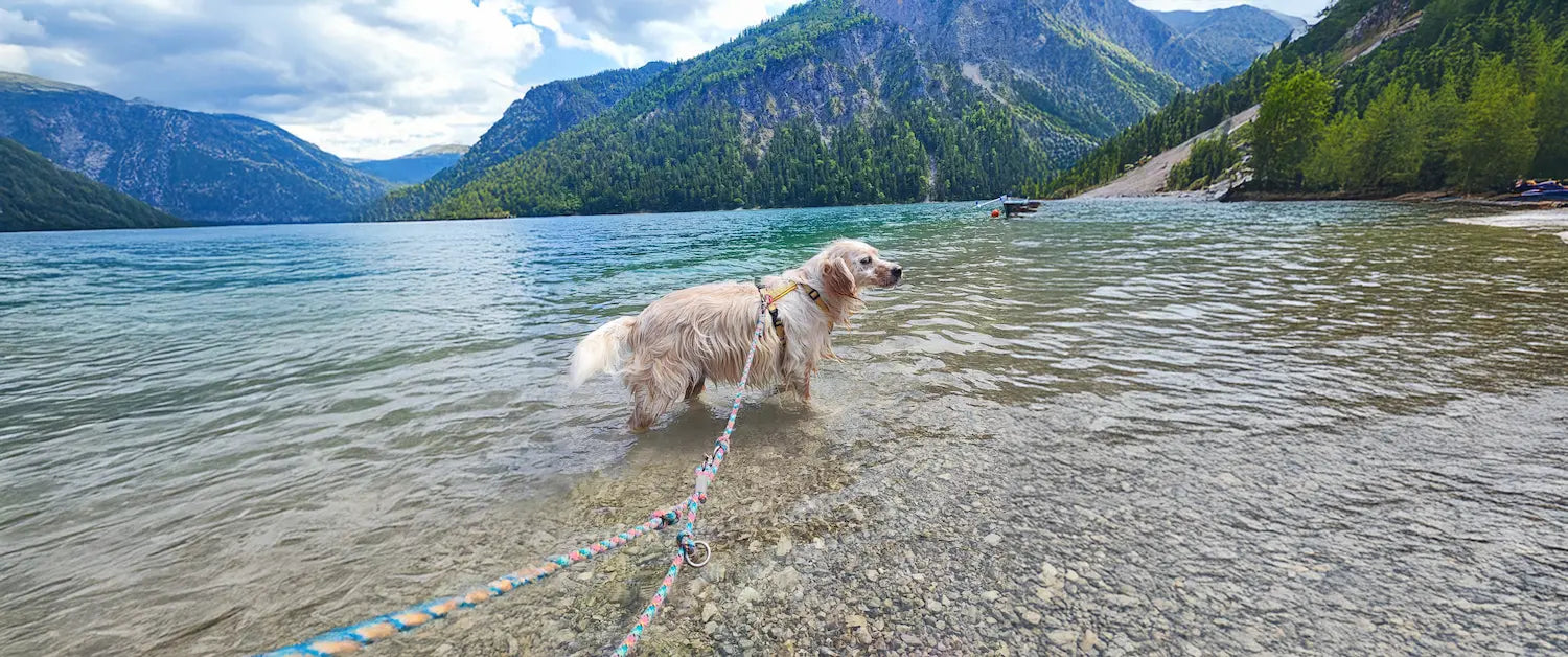 Hunde-Geschirre – Sicherheit, Komfort & optimale Passform für jeden Hund