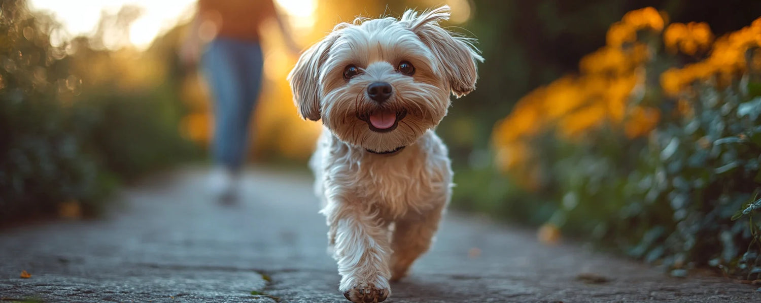 Rollleinen für Hunde – Flexibilität & Freiheit auf jedem Spaziergang