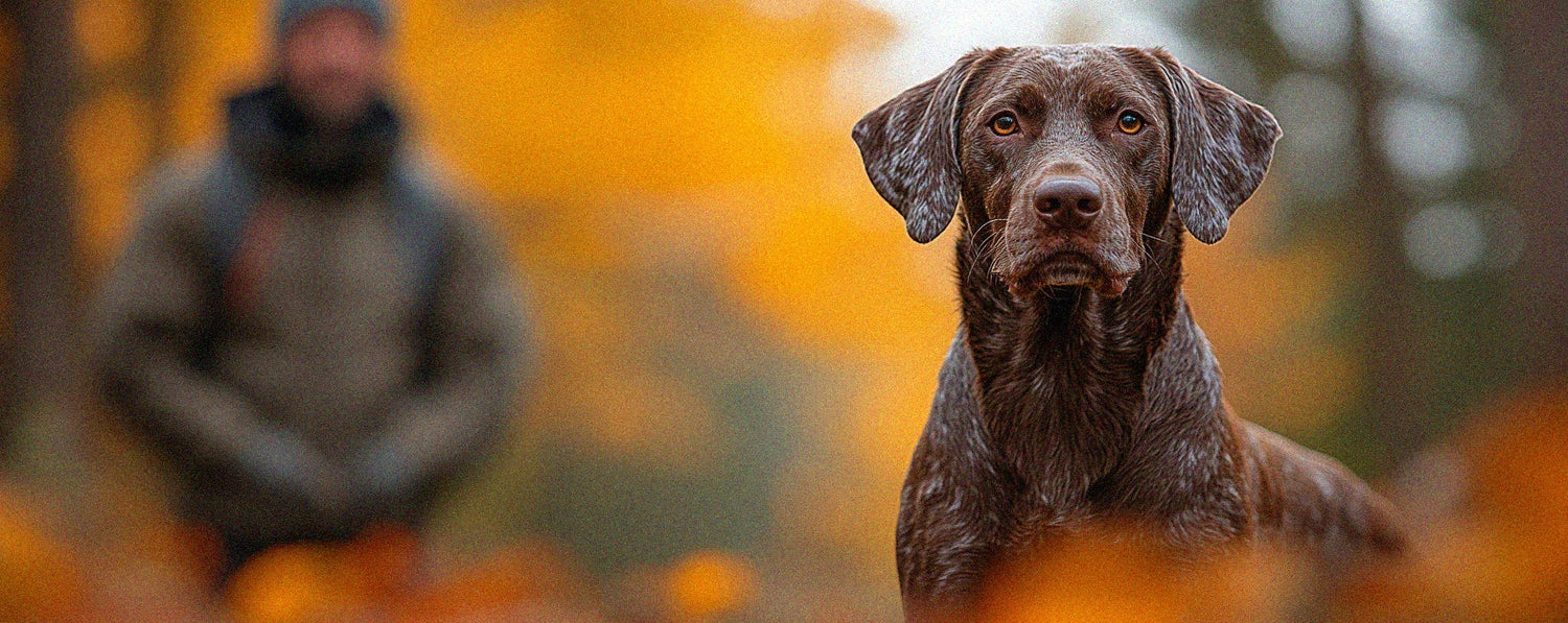 Schleppleinen für Hunde – Mehr Bewegungsfreiheit & Kontrolle