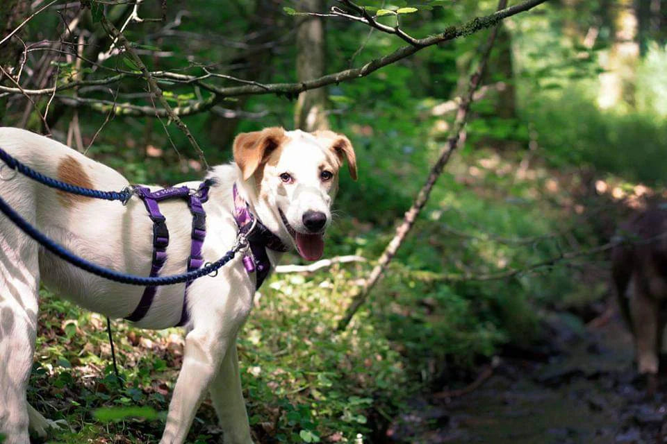 Halti für Hunde – Sanfte Kontrolle & effektives Training für Deinen Vierbeiner