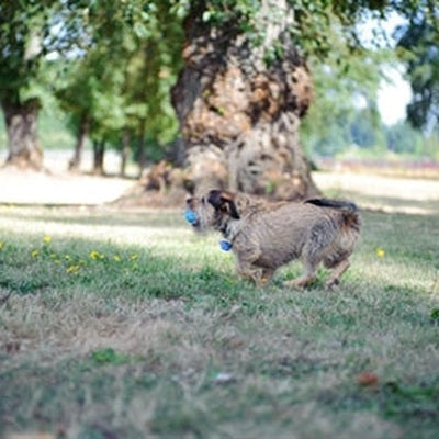 Chuckit Hund Spielzeug Der Pfeifer