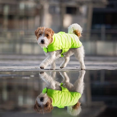 Croci Hundemantel Gepolstert Eco Blätter Recycelt Gelb