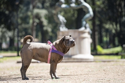 Morso Norwegisches Hundegeschirr Recycelt Süsser Tweet Rosa