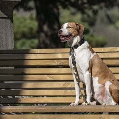 Morso Hundeleine Recyceltes Vollmetall Hund Braun