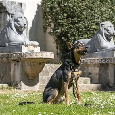 Morso Hundeleine Verstellbar Recyceltes Vollmetall Hund Braun