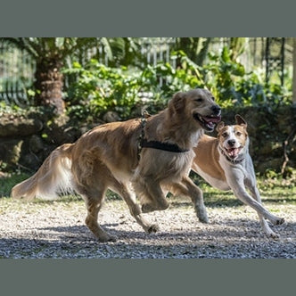 Morso Norwegisches Hundegeschirr Recyceltes Vollmetall Hundegeschirr Braun