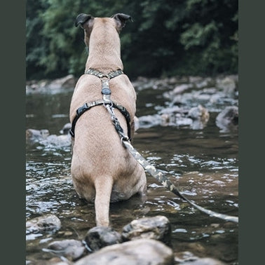 Morso Hundegeschirr H-Rig Recyceltes Vollmetall Hund Braun