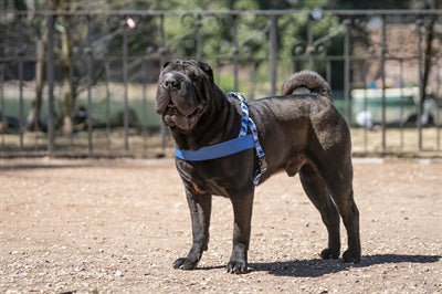 Morso Norwegisches Hundegeschirr Recycelt Splash Blau