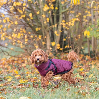 Trixie Hundemantel Pirou Mit Geschirr Sangria