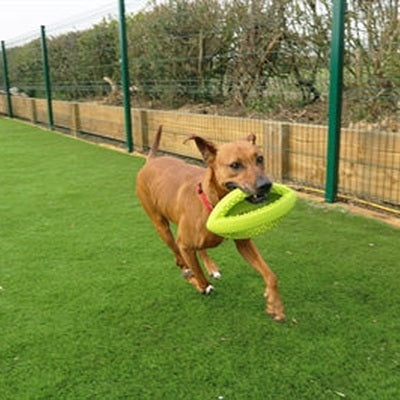 Happy Pet Grubber Interaktiver Rugby-Ball